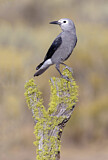 Image. Clark's Nutcracker