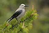 Image. Clark's Nutcracker