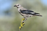 Image. Clark's Nutcracker