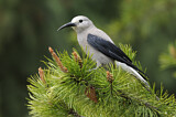 Image. Clark's Nutcracker