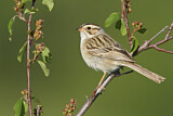 Image. Clay-colored Sparrow