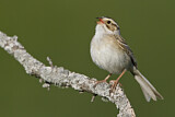 Image. Clay-colored Sparrow