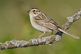 Image. Clay-colored Sparrow