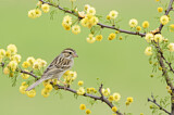Image. Clay-colored Sparrow