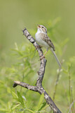 Image. Clay-colored Sparrow