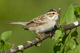 Image. Clay-colored Sparrow