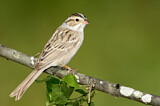 Image. Clay-colored Sparrow