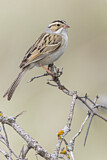Image. Clay-colored Sparrow
