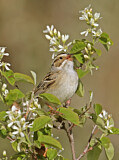 Image. Clay-colored Sparrow