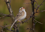 Image. Clay-colored Sparrow