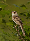 Image. Clay-colored Sparrow