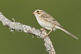 Image. Clay-colored Sparrow