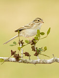 Image. Clay-colored Sparrow