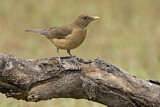 Image. Clay-colored Thrush