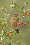 Image. Clay-colored Thrush