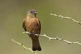 Image. Cliff Flycatcher