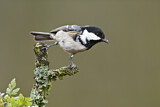 Image. Coal Tit