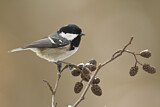 Image. Coal Tit