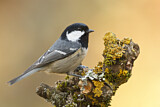 Image. Coal Tit