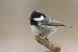 Image. Coal Tit