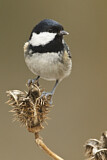 Image. Coal Tit