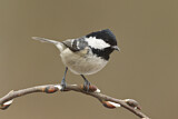 Image. Coal Tit
