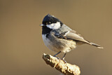 Image. Coal Tit