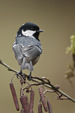 Image. Coal Tit