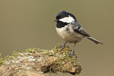 Image. Coal Tit