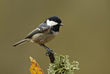 Image. Coal Tit