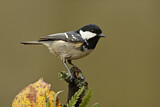 Image. Coal Tit