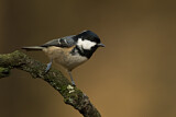 Image. Coal Tit