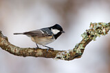 Image. Coal Tit