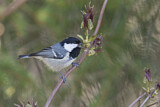 Image. Coal Tit