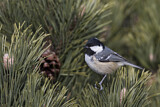 Image. Coal Tit