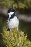 Image. Coal Tit
