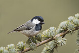 Image. Coal Tit