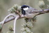 Image. Coal Tit