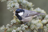 Image. Coal Tit