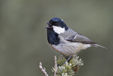 Image. Coal Tit