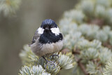 Image. Coal Tit