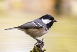 Image. Coal Tit