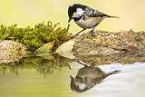 Image. Coal Tit