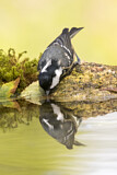 Image. Coal Tit