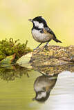 Image. Coal Tit