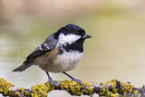 Image. Coal Tit