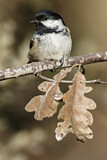 Image. Coal Tit
