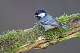 Image. Coal Tit