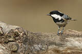 Image. Coal Tit