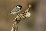 Image. Coal Tit